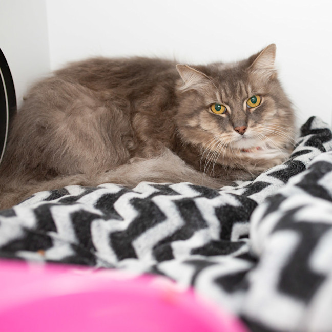 Photo of Smokey
