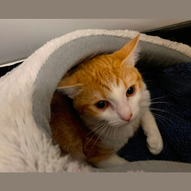 Photo of Little Boss 