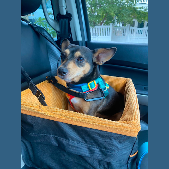 Photo of Young Dexter 
