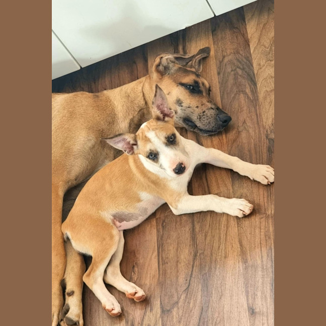 Photo of Maple