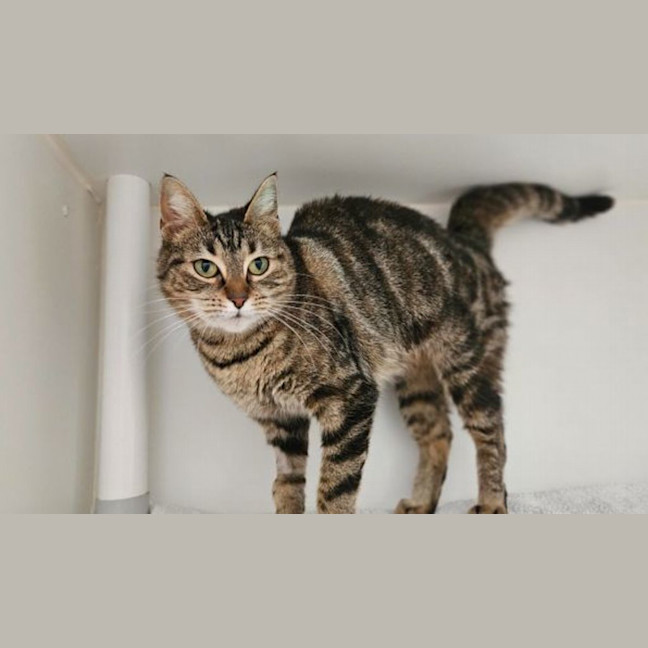 Photo of Pip