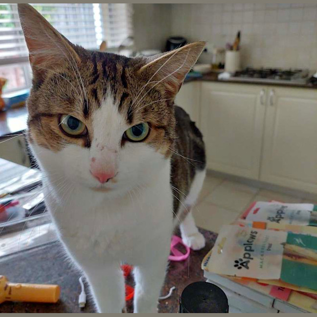 Photo of Bub