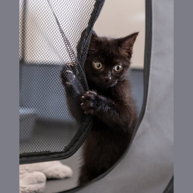 Photo of Midnight