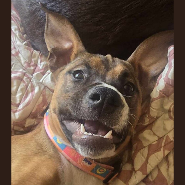Photo of Maisy
