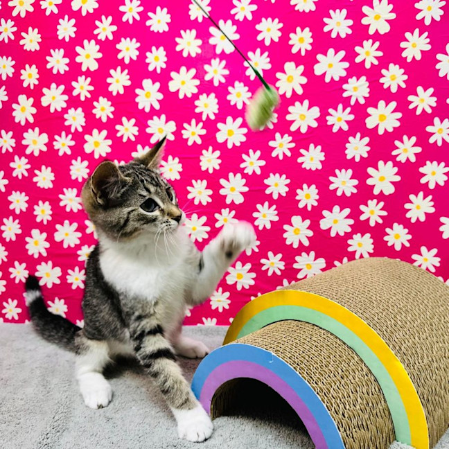 Photo of Gala   Located In Preston