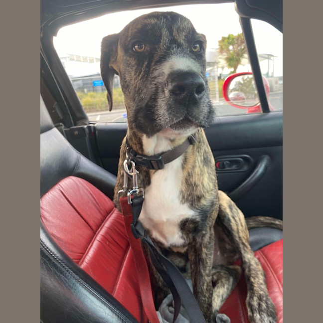 Photo of Apollo