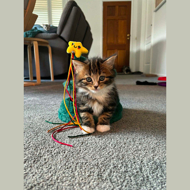 Photo of Gracie Meet Me At Petstock Carrum Downs Store 