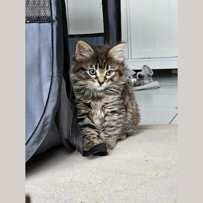 Photo of Poppy