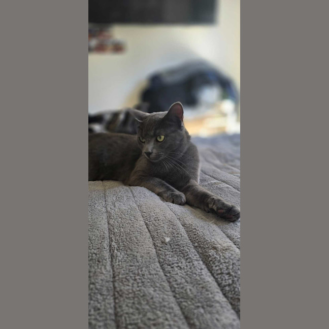 Photo of Maverick
