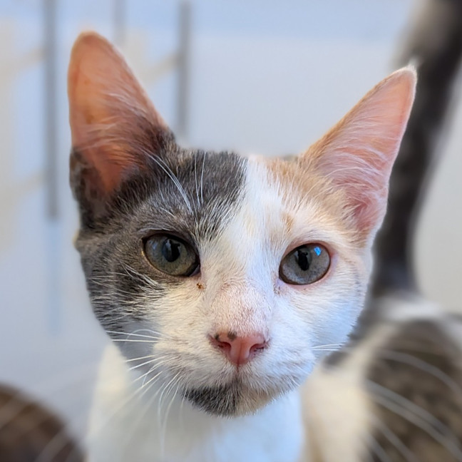 Photo of Pippin