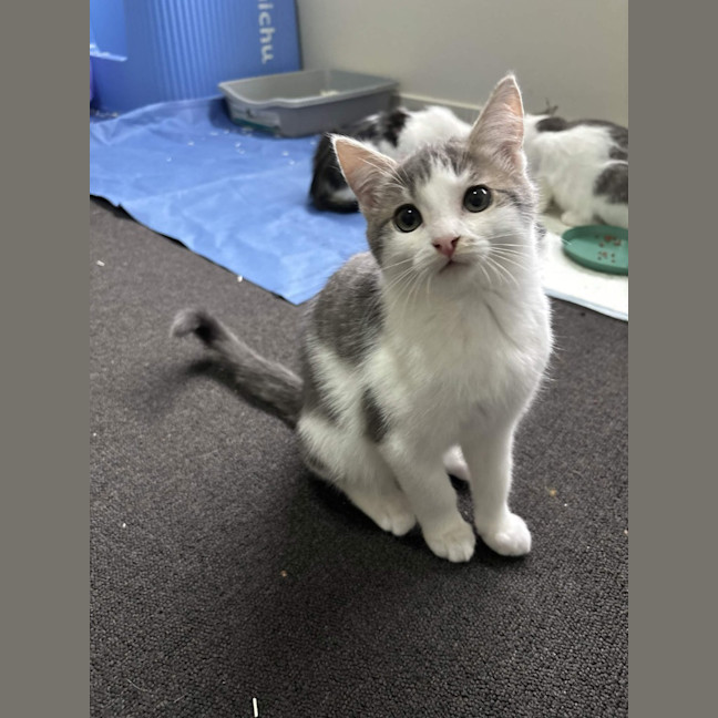 Photo of Koda