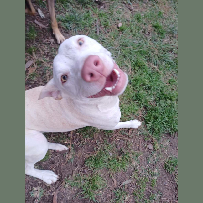 Photo of Marshmallow 