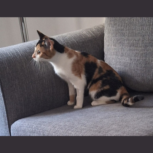 Photo of Luna *9 Lives Project Rescue*