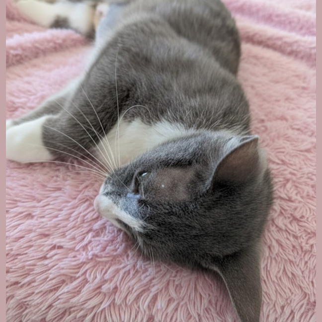 Photo of Lacey