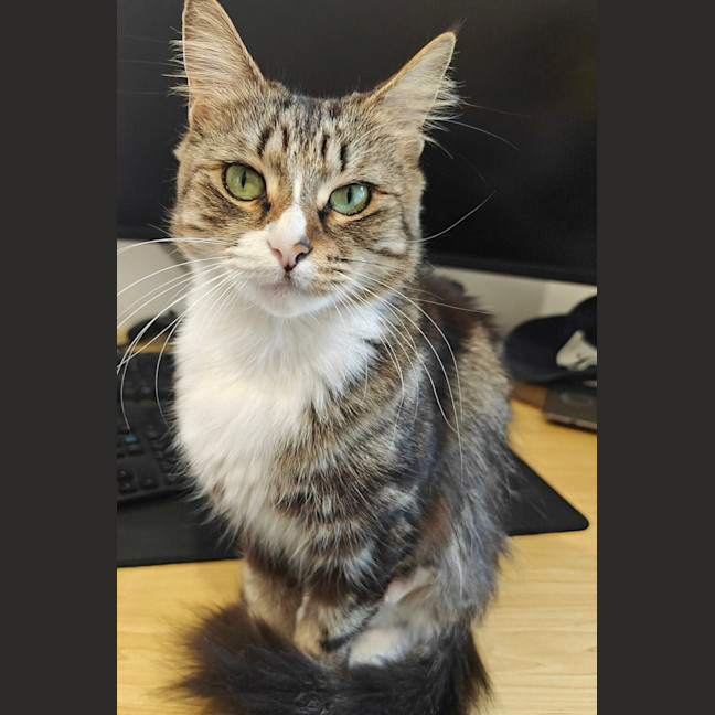 Photo of Flick