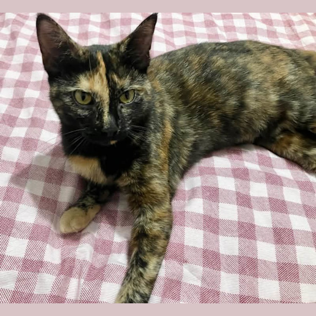 Photo of Fittonia ** 2nd Chance Cat Rescue**