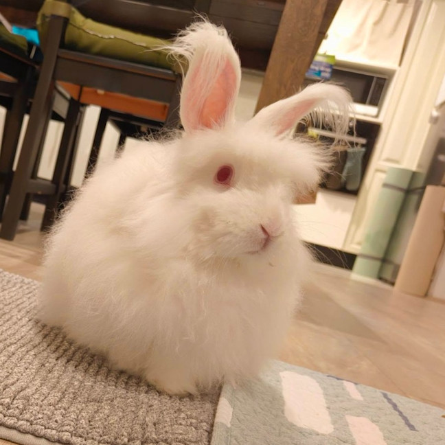 Photo of Hakuo