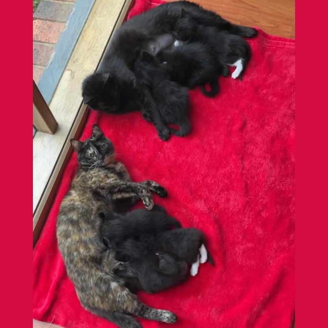 Photo of Ashlie & Lisa