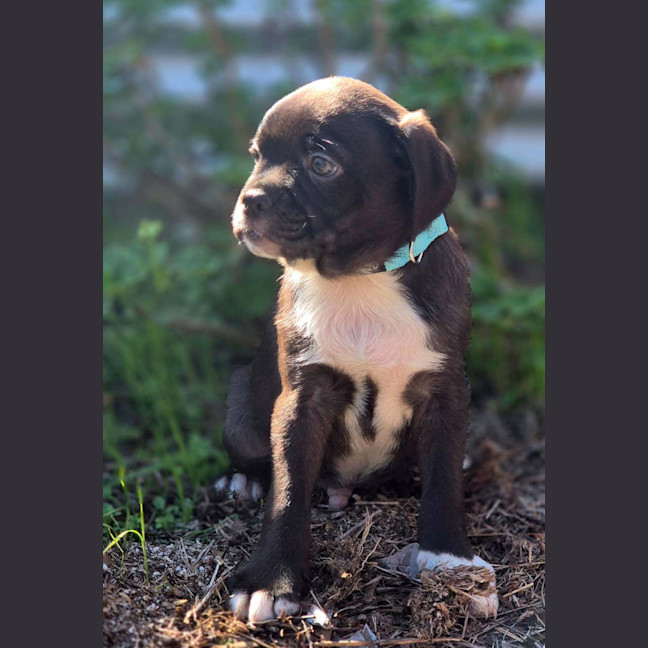 Photo of Twix