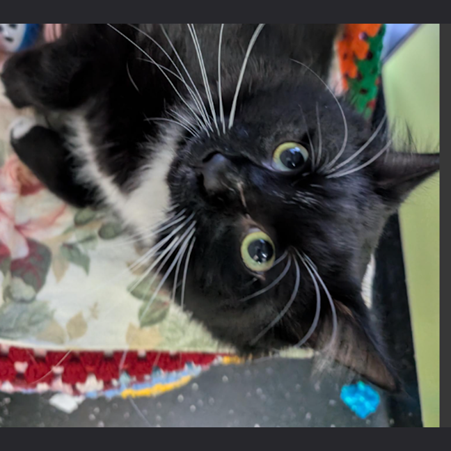 Photo of Postecoglou