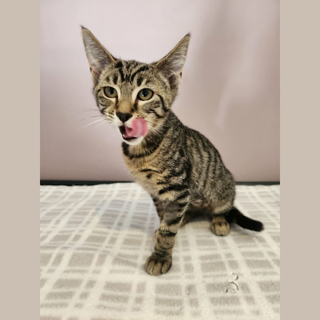 Photo of Audrey   In Foster Care In Templestowe