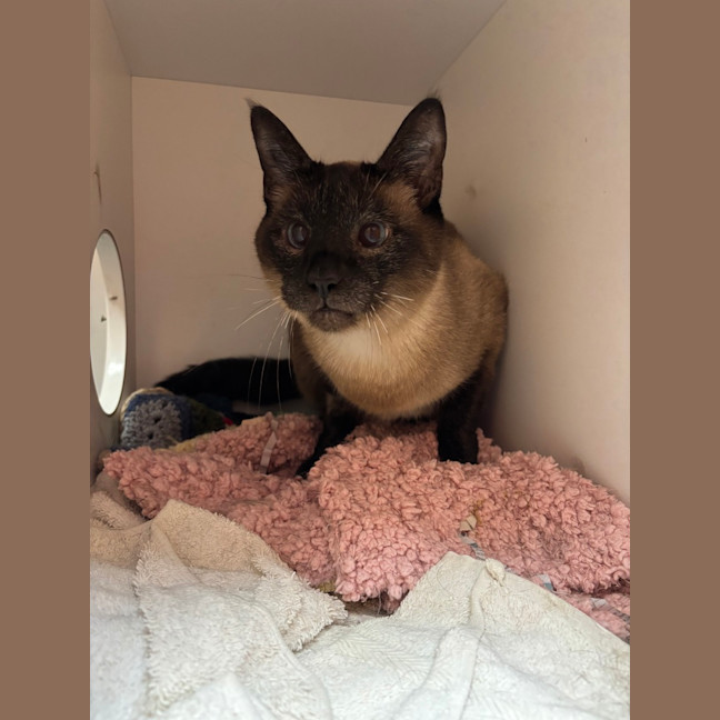 Photo of Simon