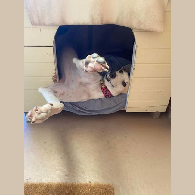 Photo of Ella, The Greyhound