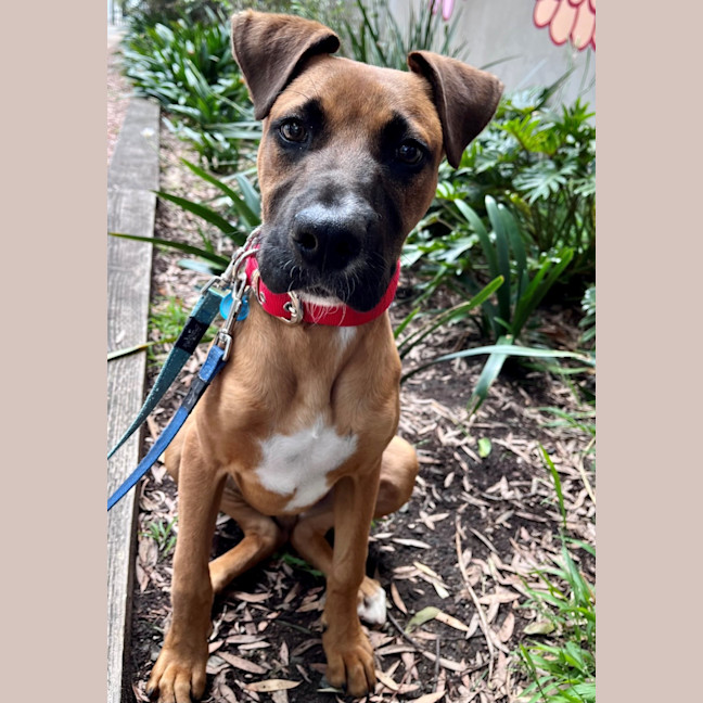 Photo of Scooter