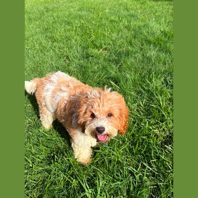 Photo of Maisie
