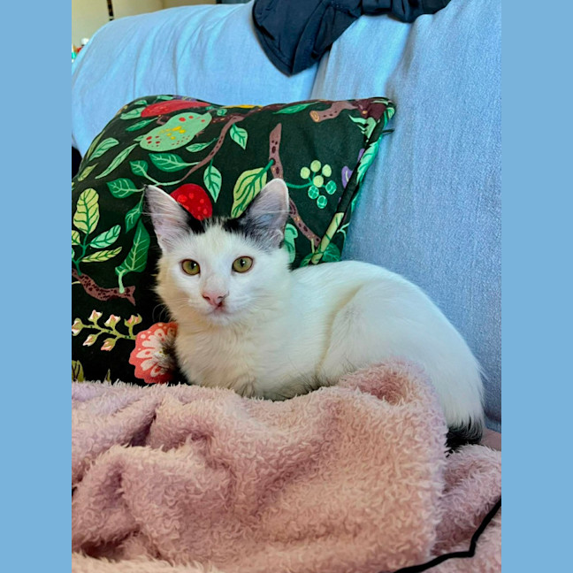 Photo of Seraphina