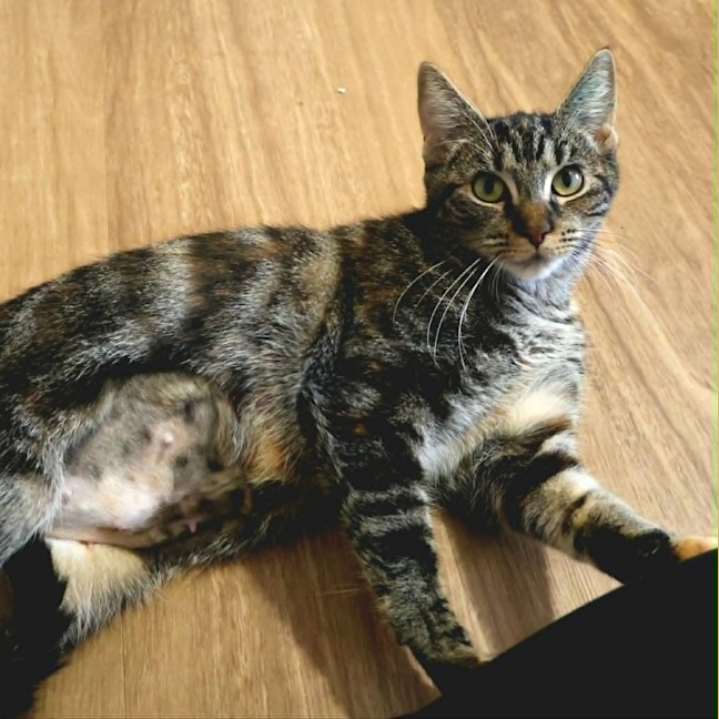 Photo of Willow