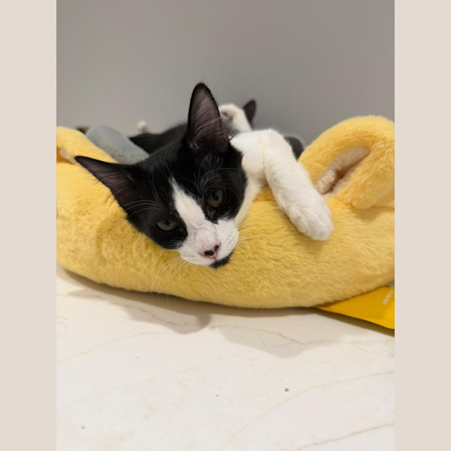 Photo of Cookie