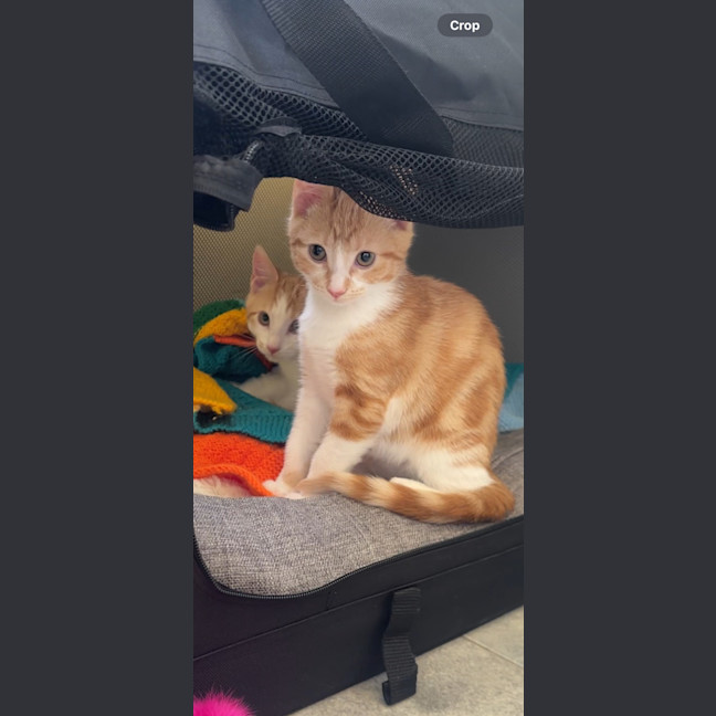 Photo of Roxy & Eggsy