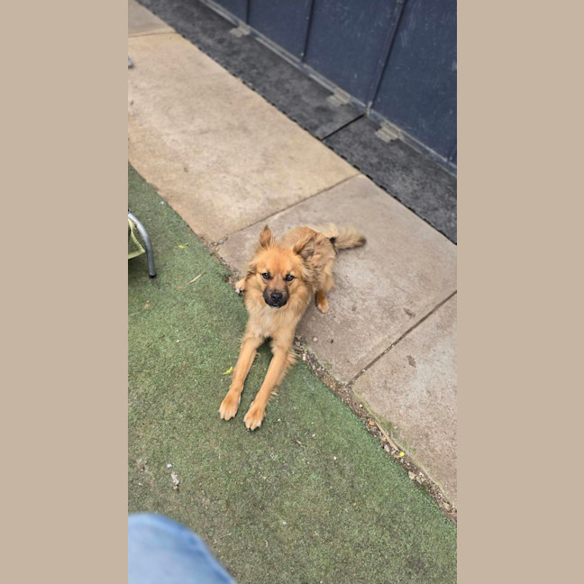 Photo of Ace