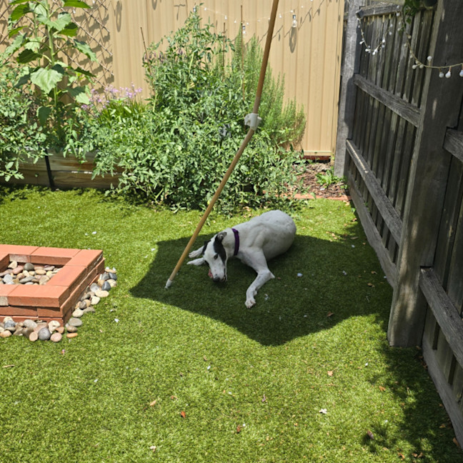 Photo of Blinky Bill