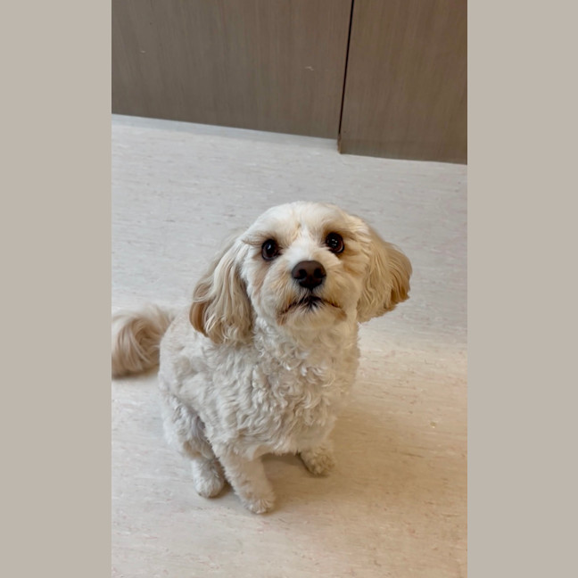 Photo of Cookie