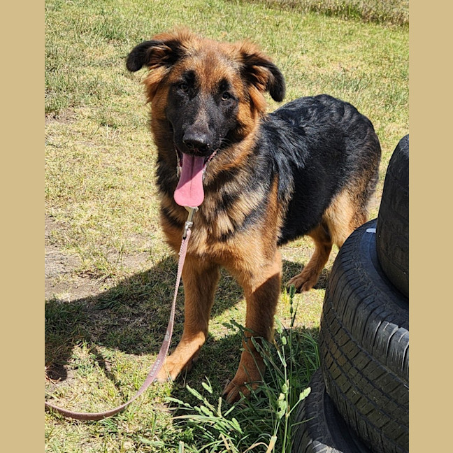 Photo of Nymeria (64579)
