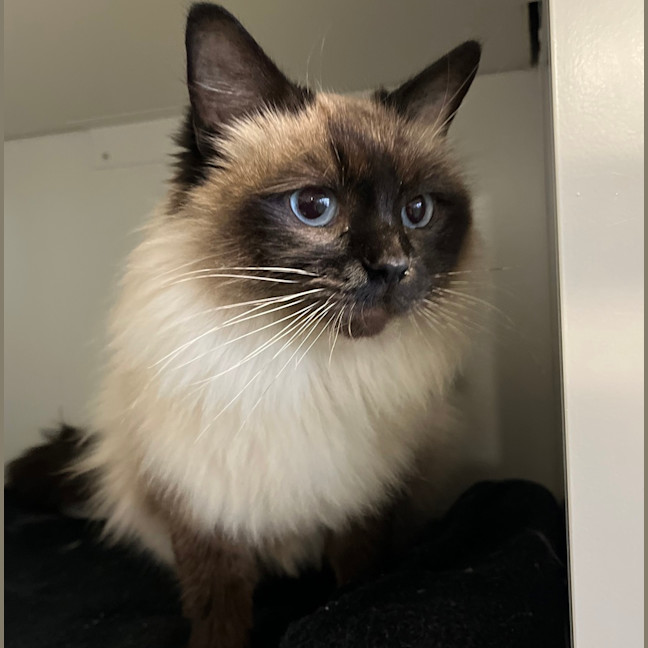 Photo of Tikki
