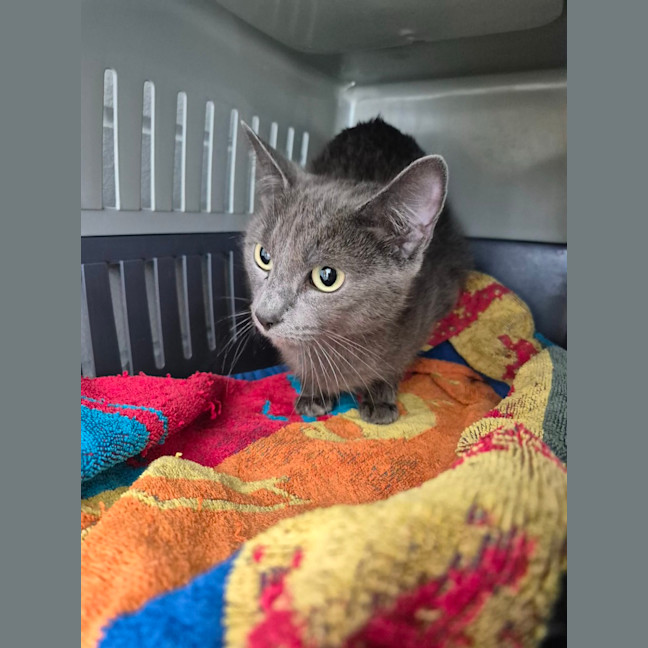 Photo of Tuna!👑