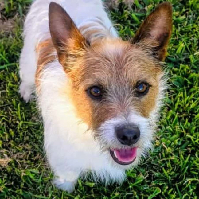 Photo of Scruffy