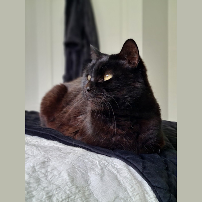 Photo of Lola (Aka Spot)