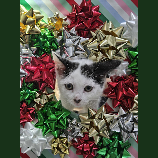 Photo of Tonkatsu Ramen 