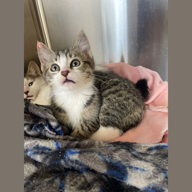 Photo of Tom & Hardy