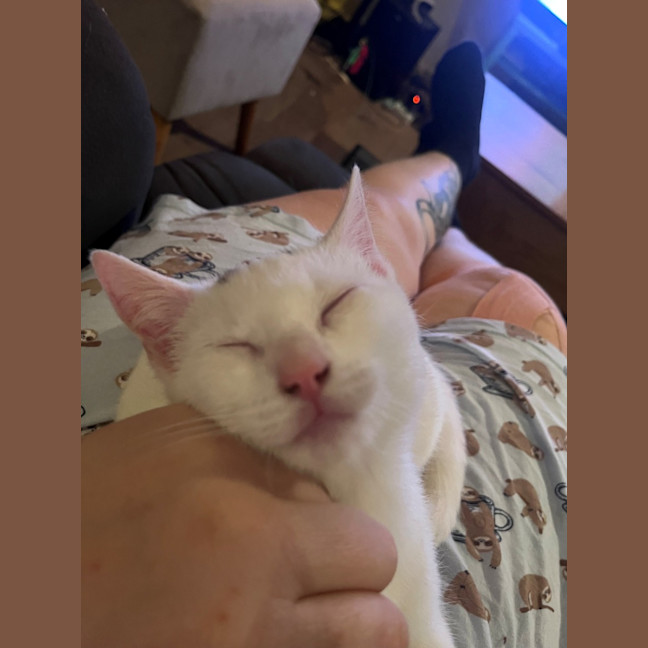Photo of Romeo