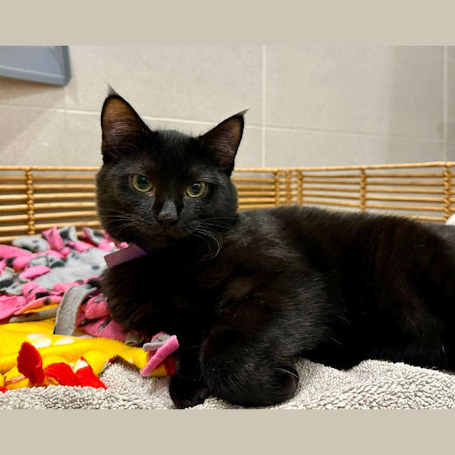 Photo of Olly **2nd Chance Cat Rescue **