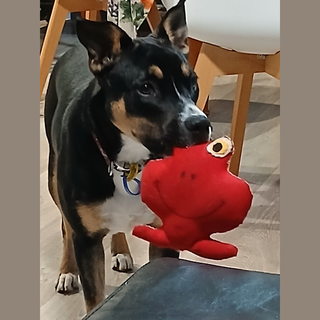 Photo of Remy