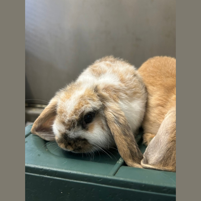 Photo of Lemon