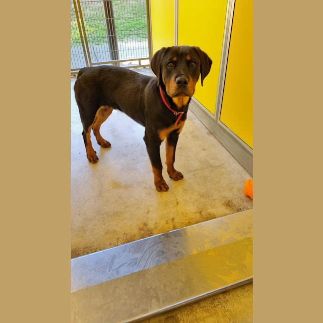 Photo of Buddy