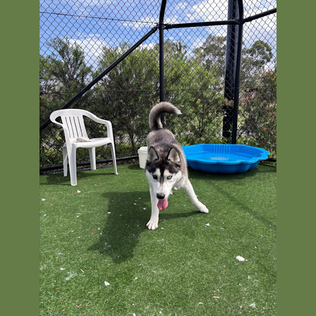 Photo of Zorro Imp 1965