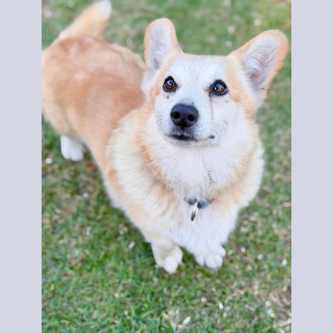 Photo of Queenie